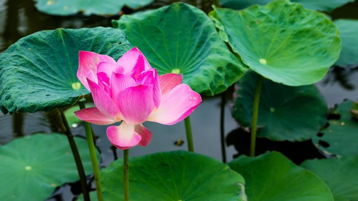 Beyond Clean Teeth: Maximizing Untapped Dental Benefits