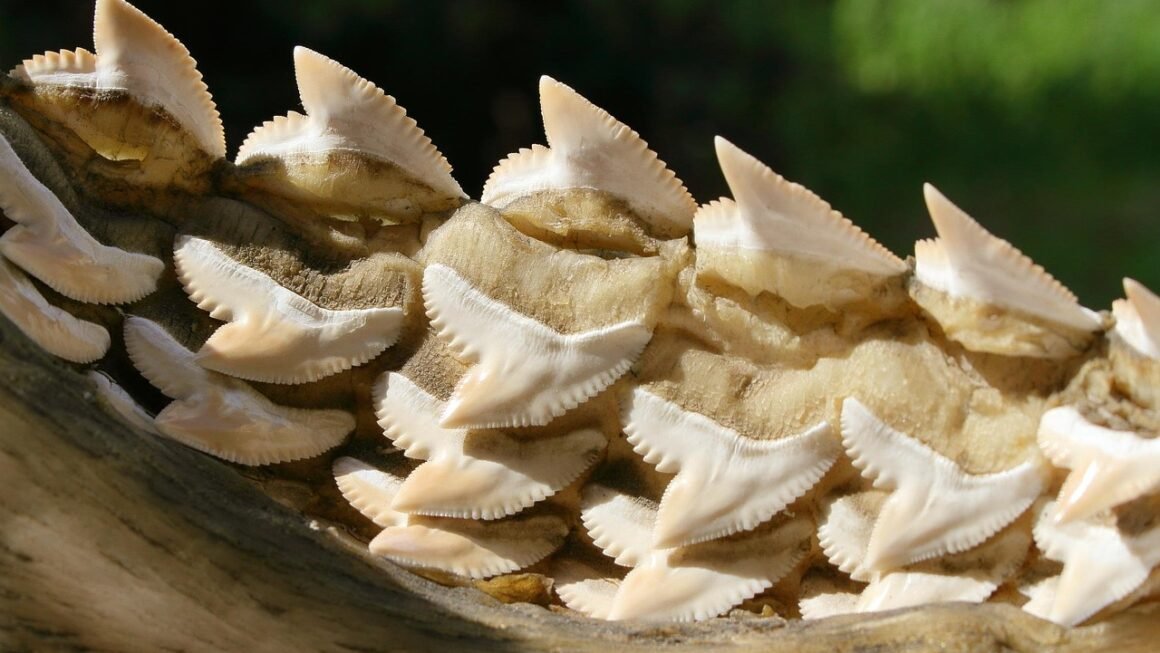 Whitening Tray Tech: Beyond The One-Size-Fits-All