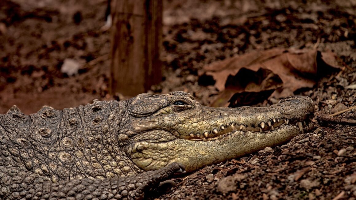 Beyond The Brush: A Proactive Guide To Stain-Free Teeth