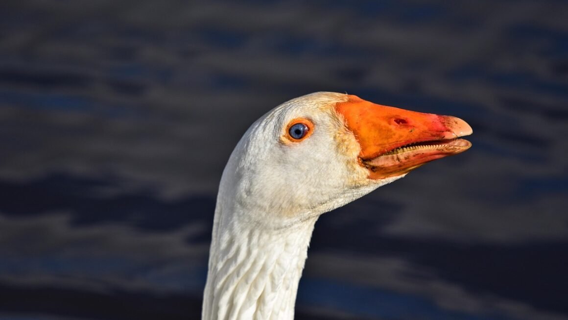 Hydrogen Peroxide: The Surprisingly Gentle Whitening Revolution