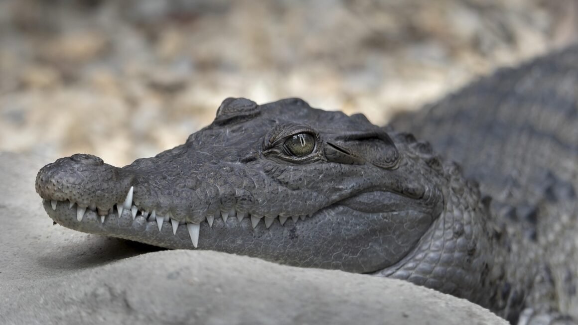 Home Whitening Kits: Unlocking Enamel Safety And Efficacy