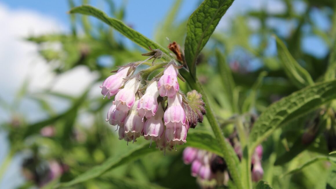 Beyond Straight Teeth: Orthodontics Impact On Facial Harmony