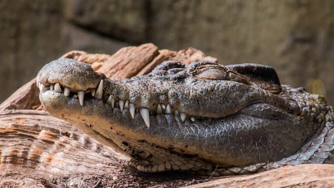 Whitening Roulette: Finding Your Teeths Optimal Frequency