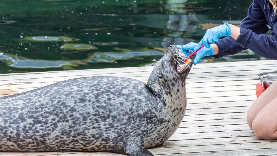 Beyond Cleanings: Proactive Dental Coverage Strategies.