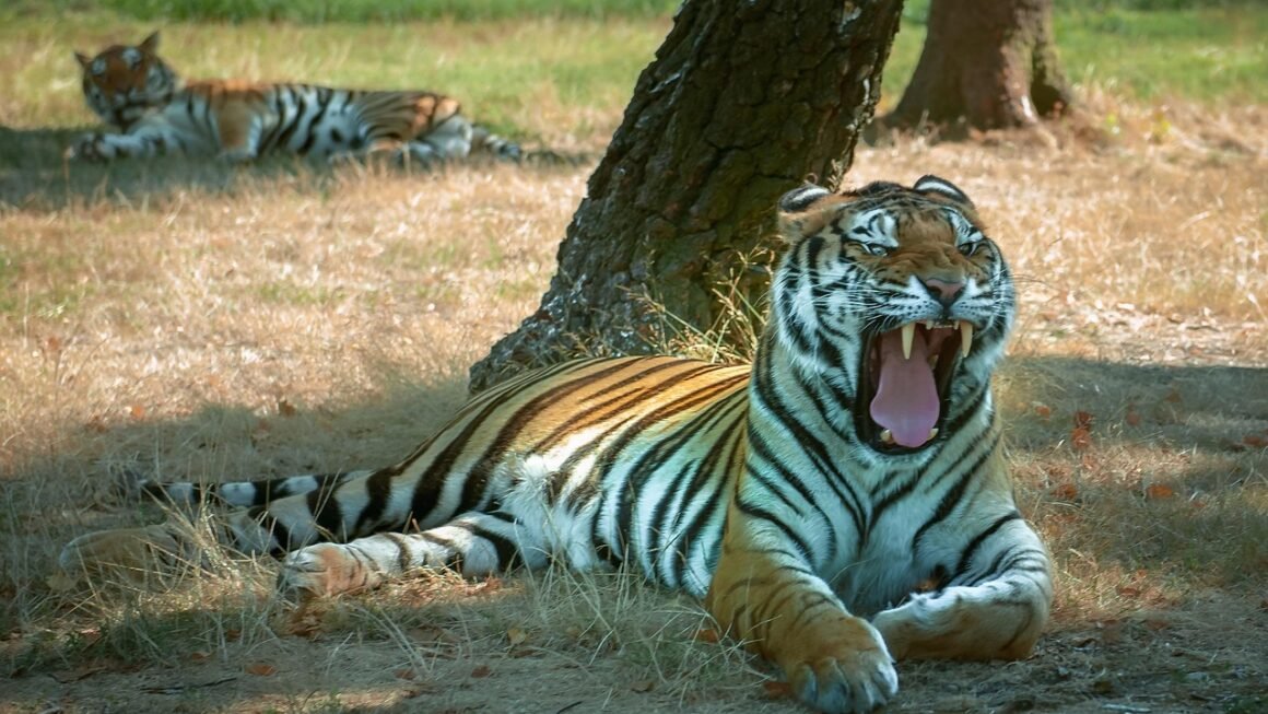 Beyond Bleaching: The Future Of Dental Whitening