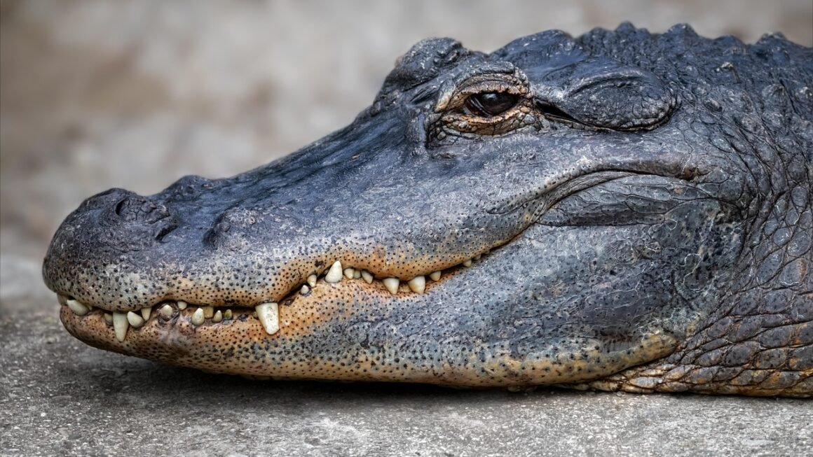 Beyond Bleach: Rethinking Home Whitening Kit Ingredients