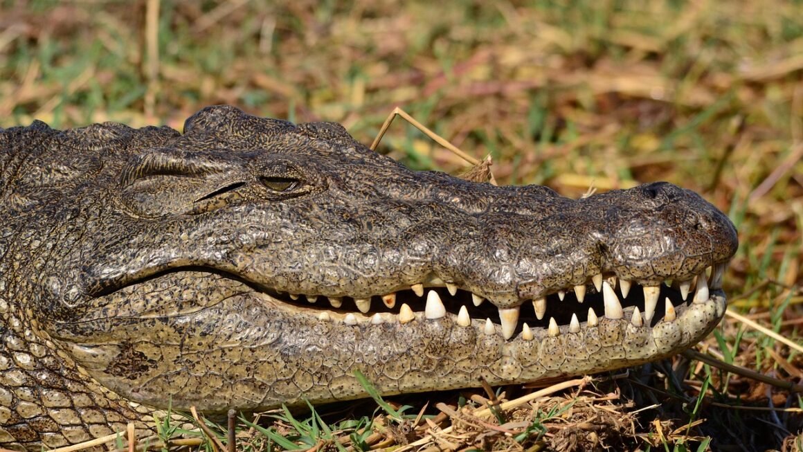 Beyond Bleach: Illuminating Alternative Teeth Brightening