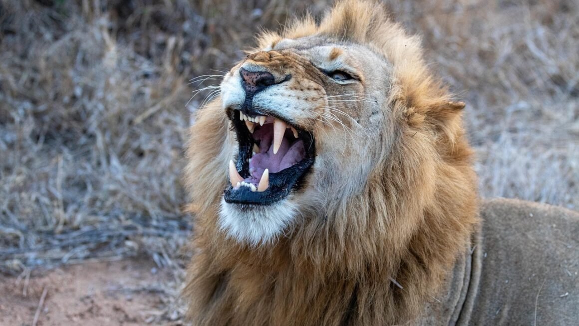 Peroxide Gel: Unlocking Biofilm Disruption, Enhancing Periodontal Health