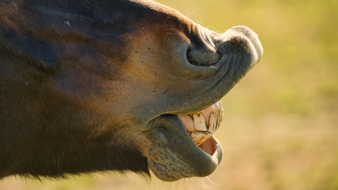 Bright Smile, Healthy Gums: The Gentle Whitening Guide