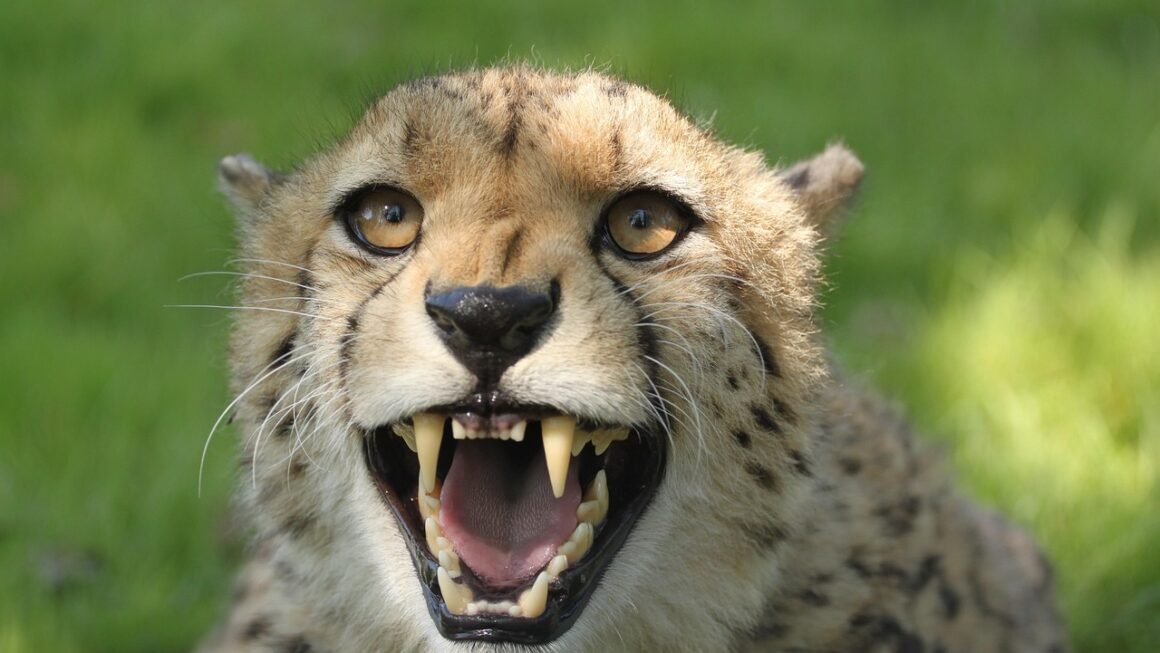 Beyond Veneers: Cosmetic Dentistrys Holistic Makeover