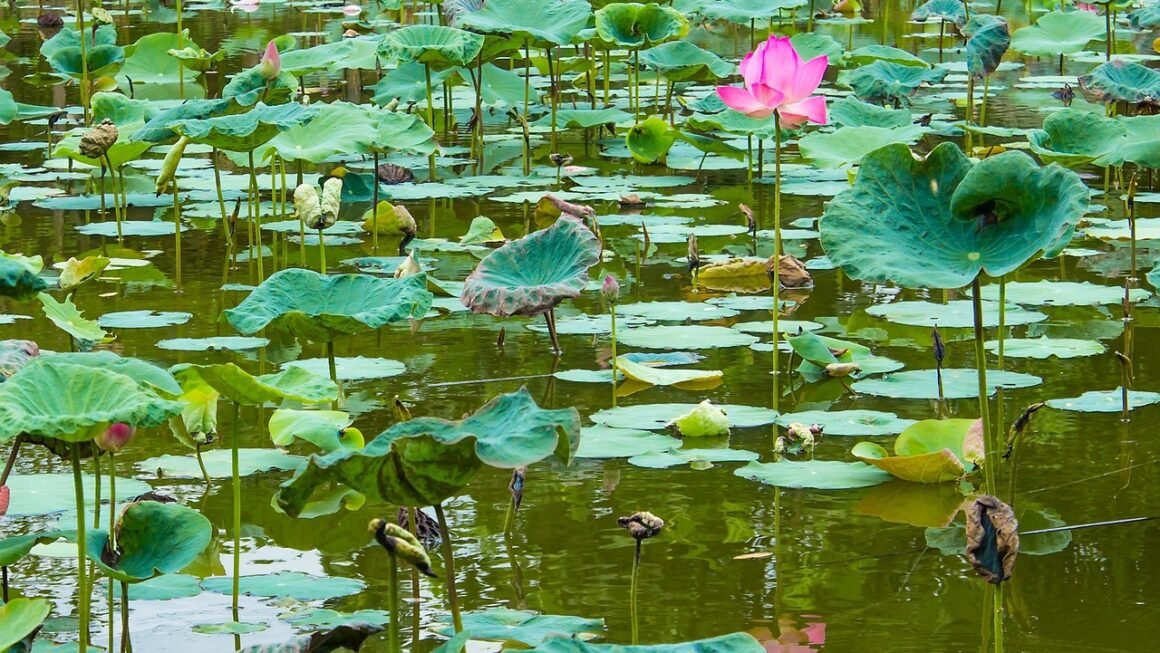 Beyond The Brush: Holistic Dental Wellness Strategies