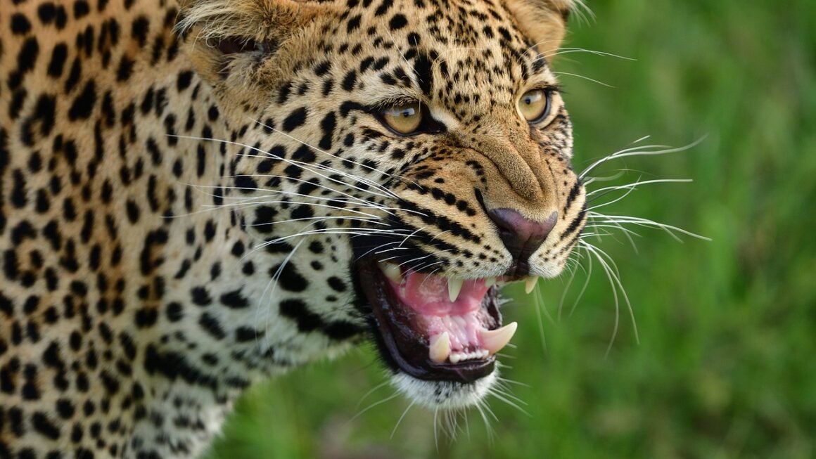 Beyond Whitening: Light, Lasers, And Lasting Teeth Brightness